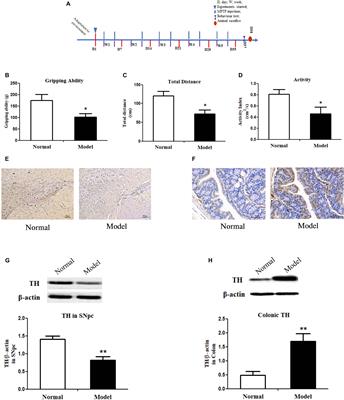 Colonic Dopaminergic Neurons Changed Reversely With Those in the Midbrain via Gut Microbiota-Mediated Autophagy in a Chronic Parkinson’s Disease Mice Model